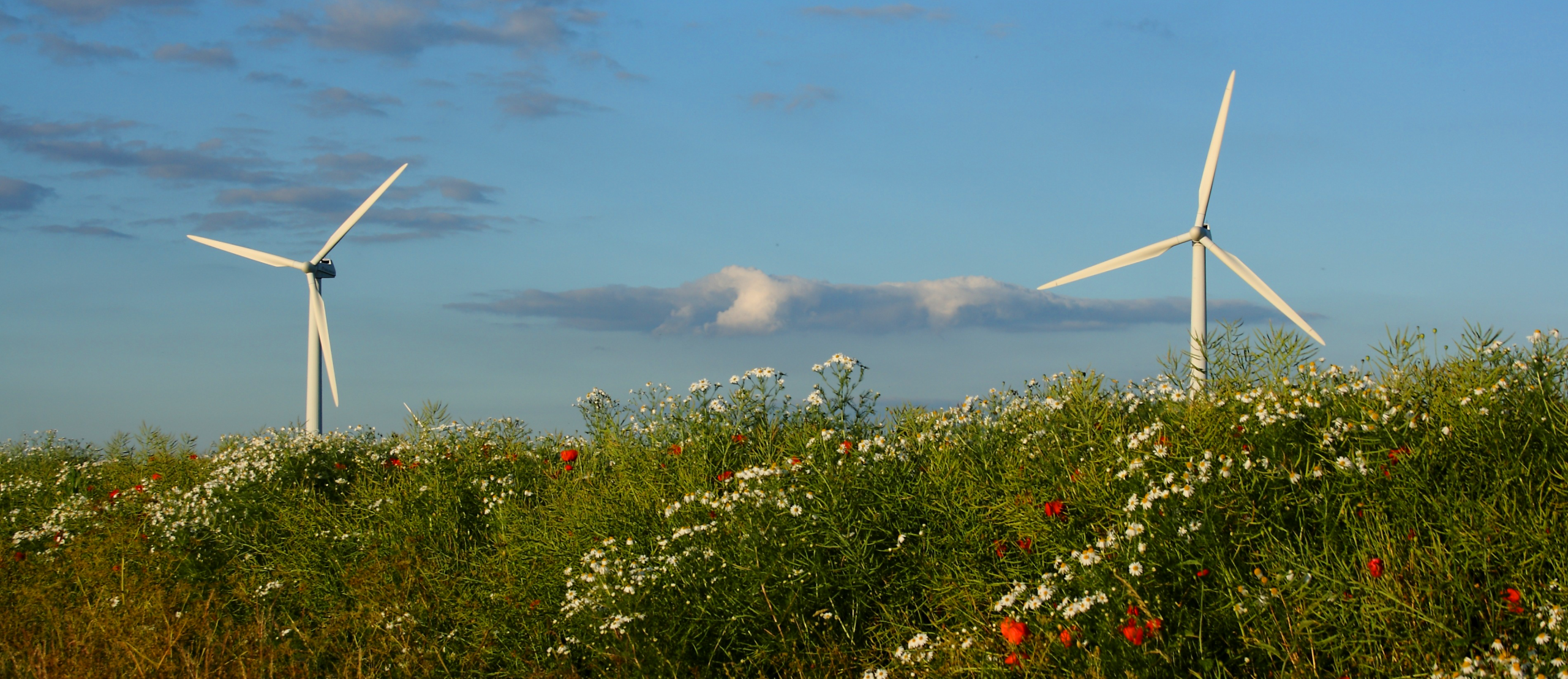 A photo of windmills overlooking a hill with wildflowers.