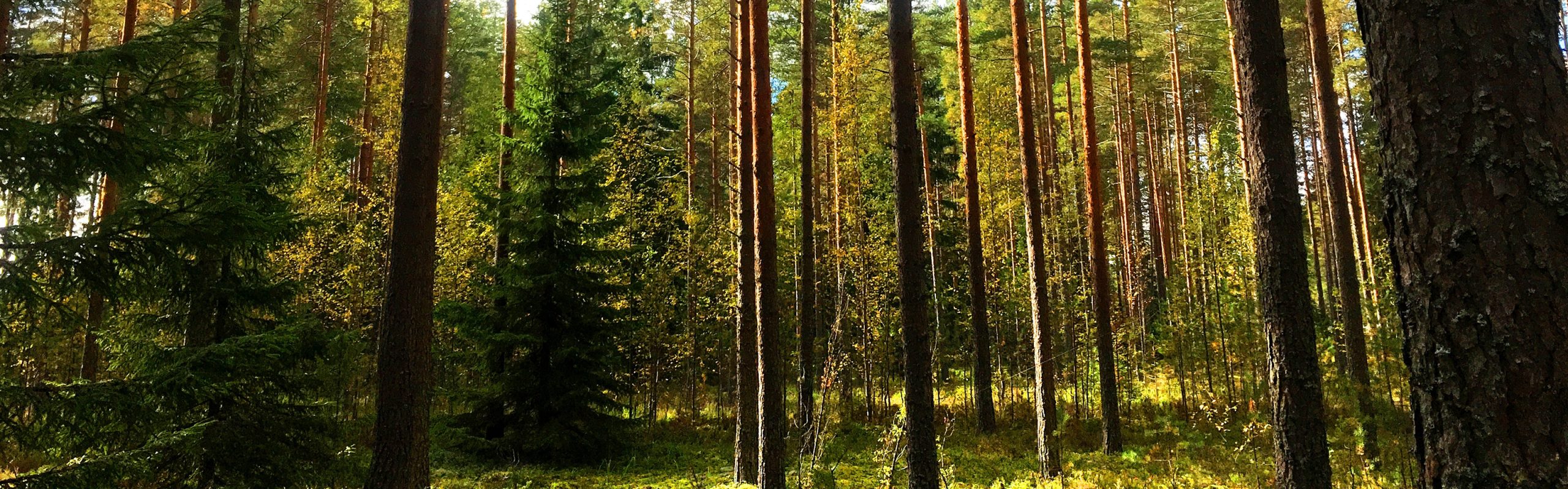 A photo of a forest in Finland.