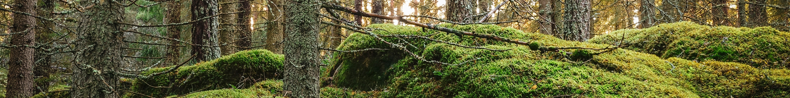 Image of a mossy, forest landscape