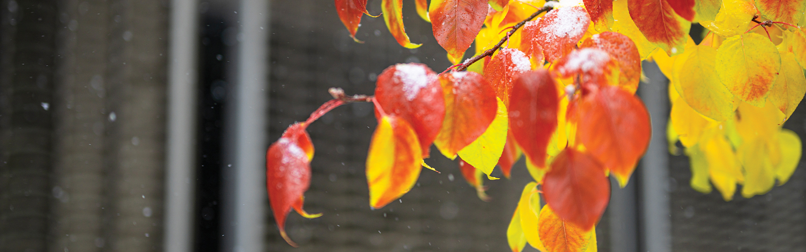 A picture of leaves in the fall.