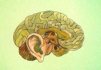 image of green brain with ear.